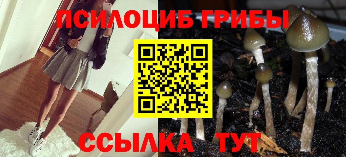 Галлюциногенные грибы Psilocybe Волжский